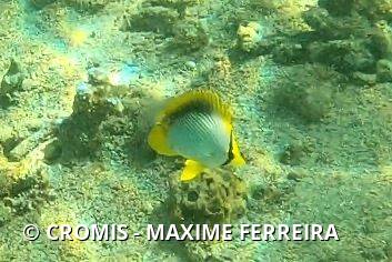 Poisson-papillon à dos noir