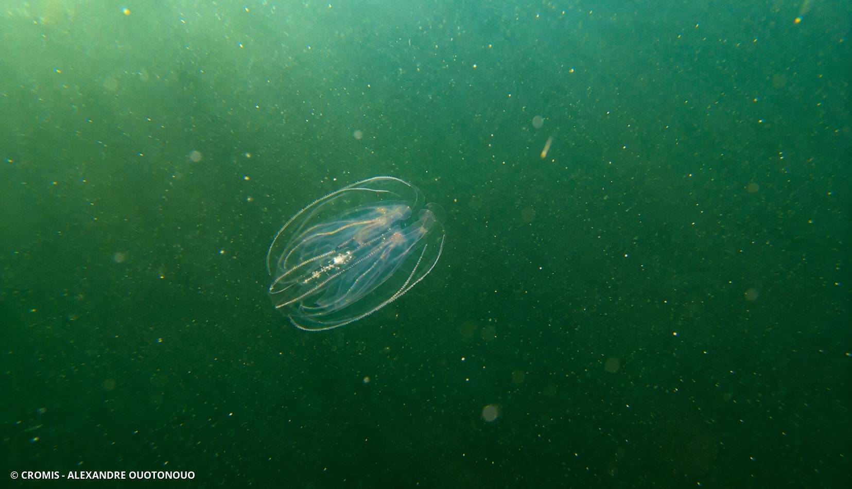Bolinopsis