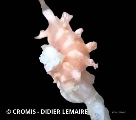 Tritonie des gorgones
