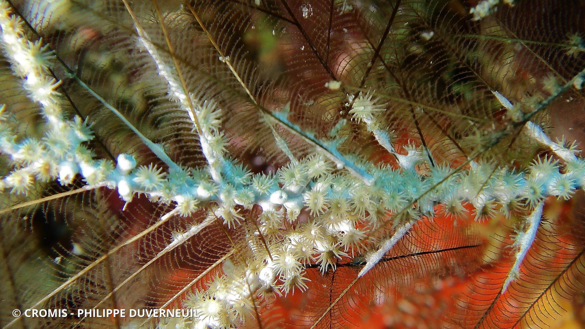 Zoanthaires des Hydraires