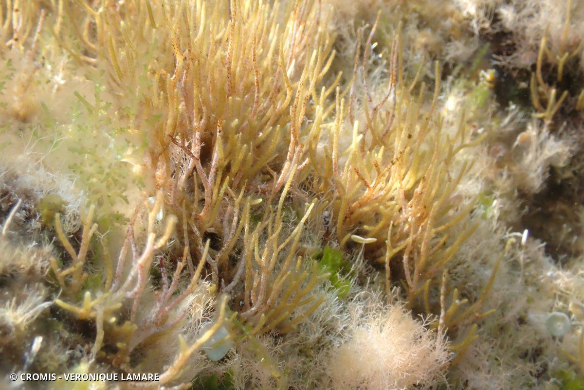 Cystoseire pustuleuse