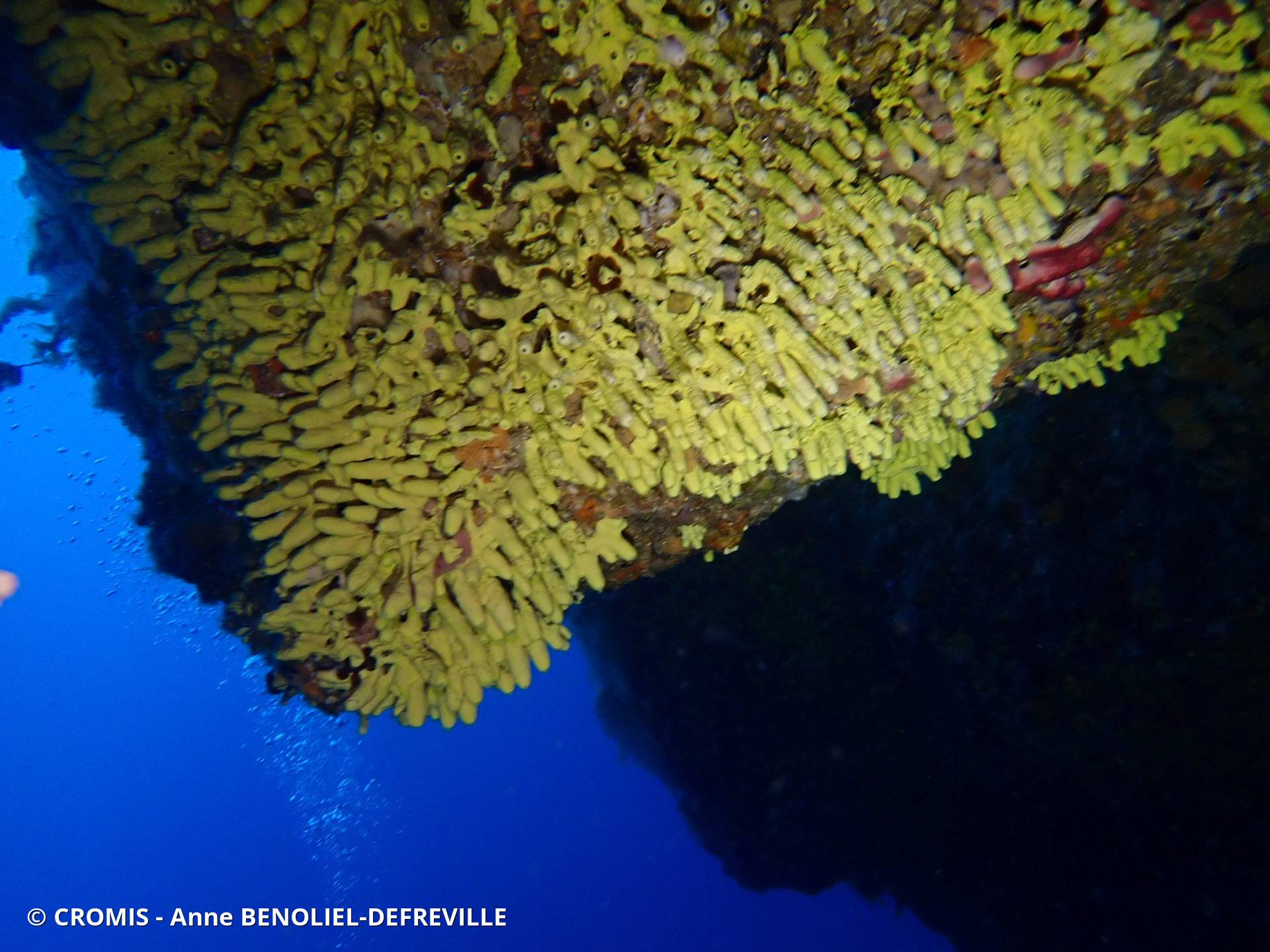 Eponge cavernicole jaune