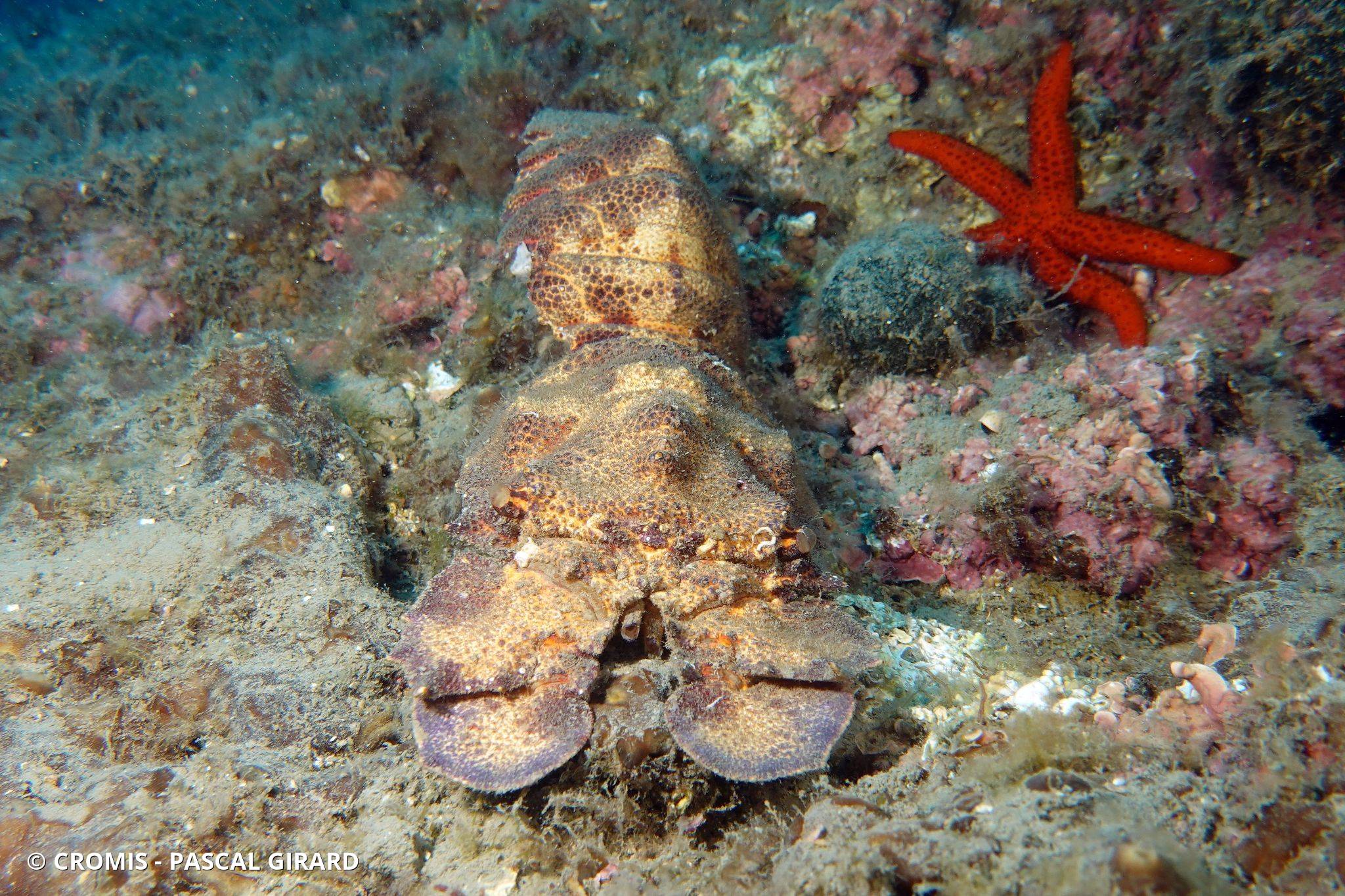 Grande cigale de mer
