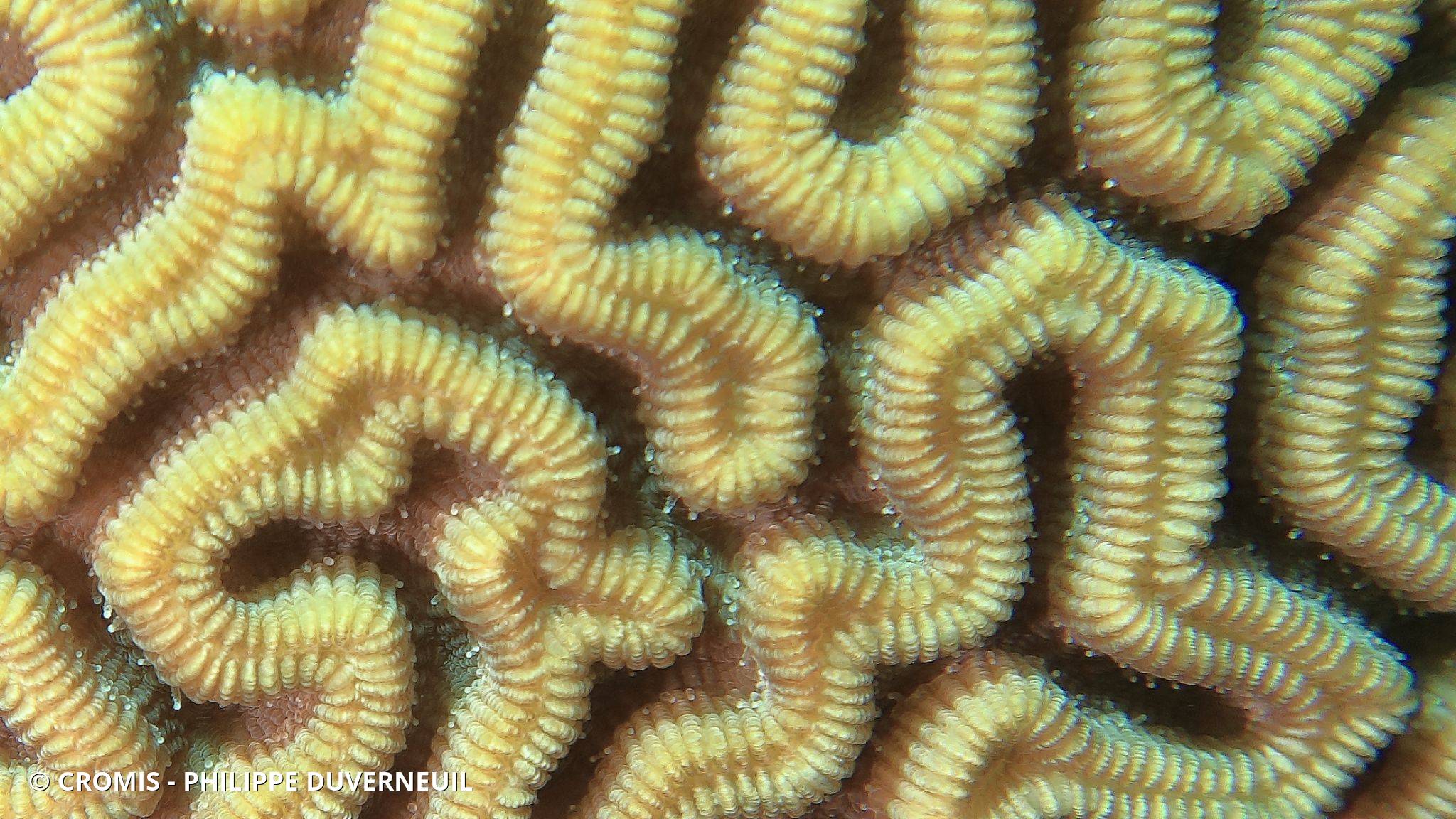 Corail cerveau symétrique