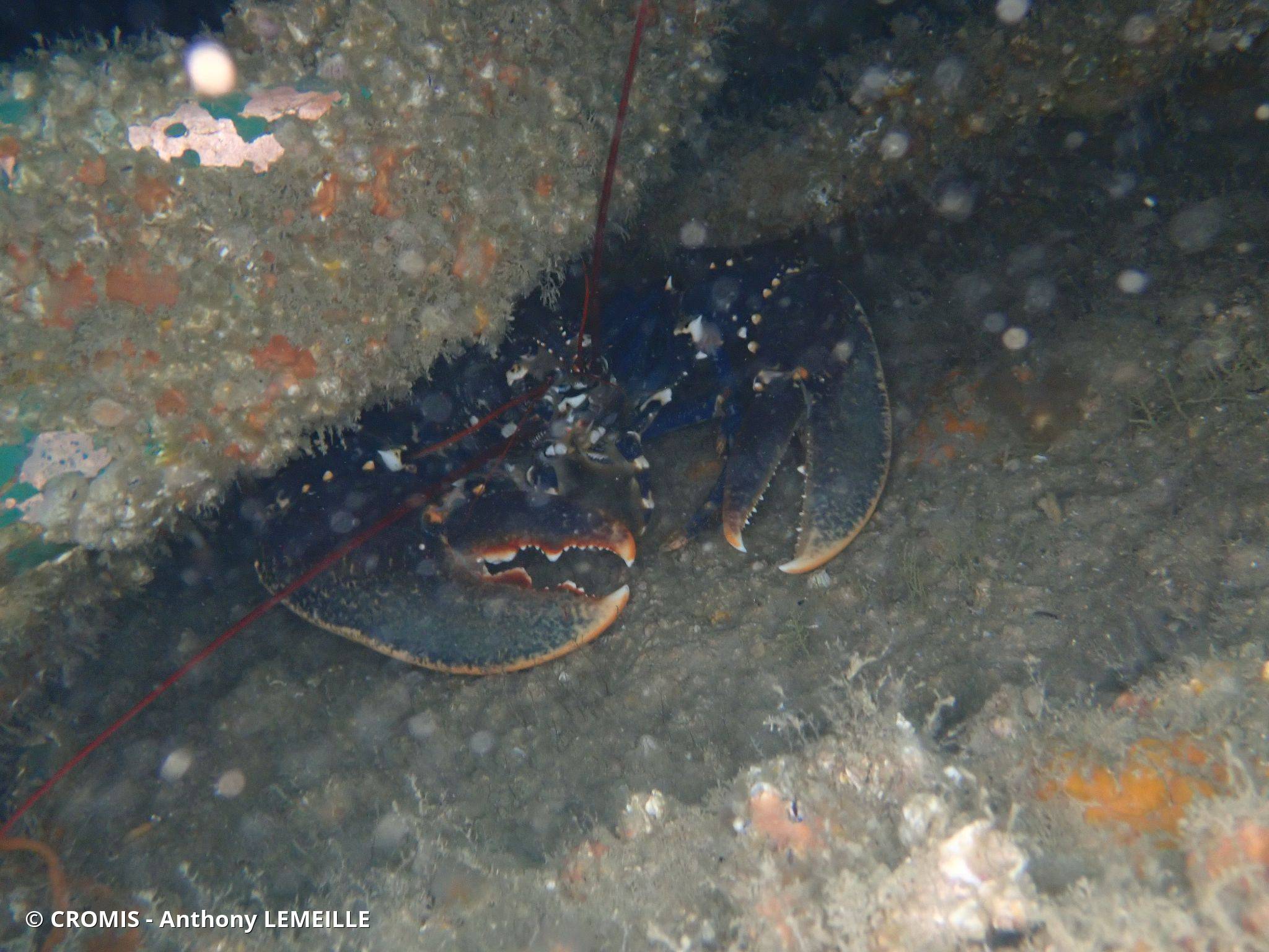 Homard européen