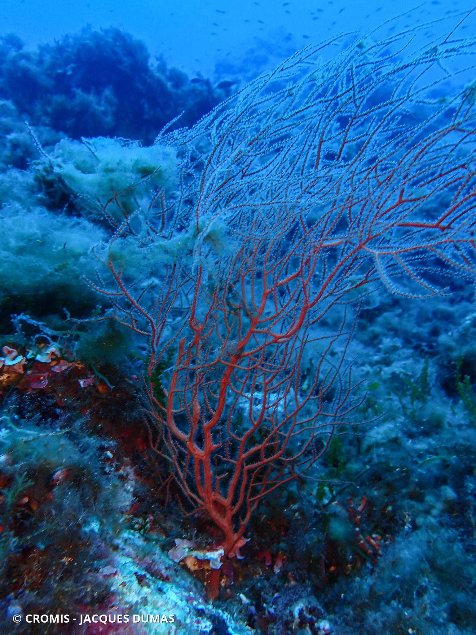 Photo 2 sur 73 : Gorgone orange