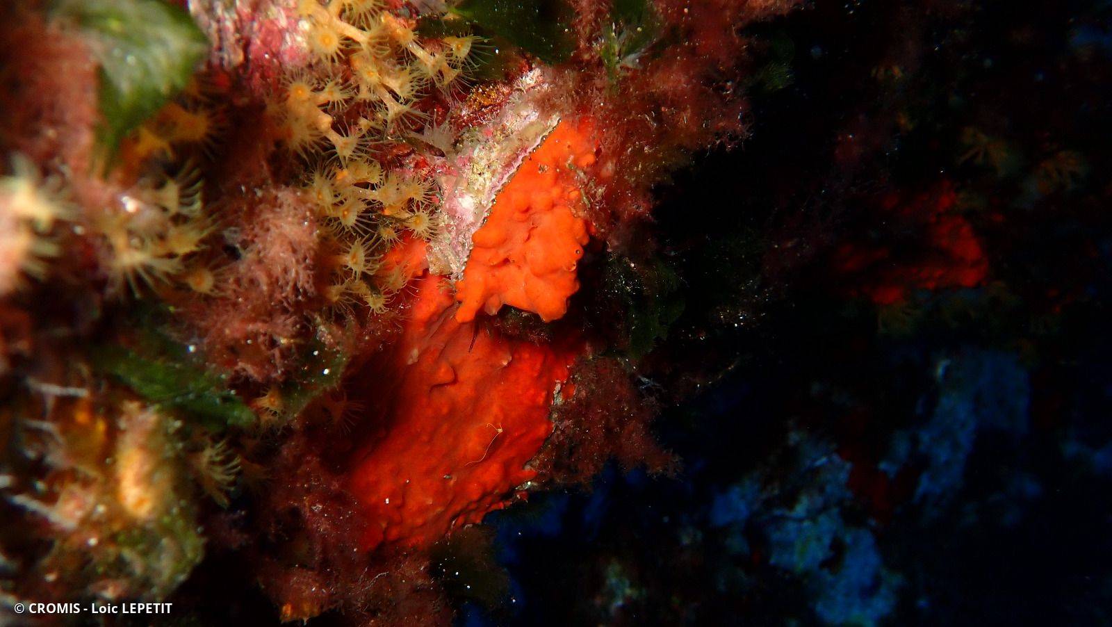 Photo 1 sur 20 : Spondyle pied-d'âne
