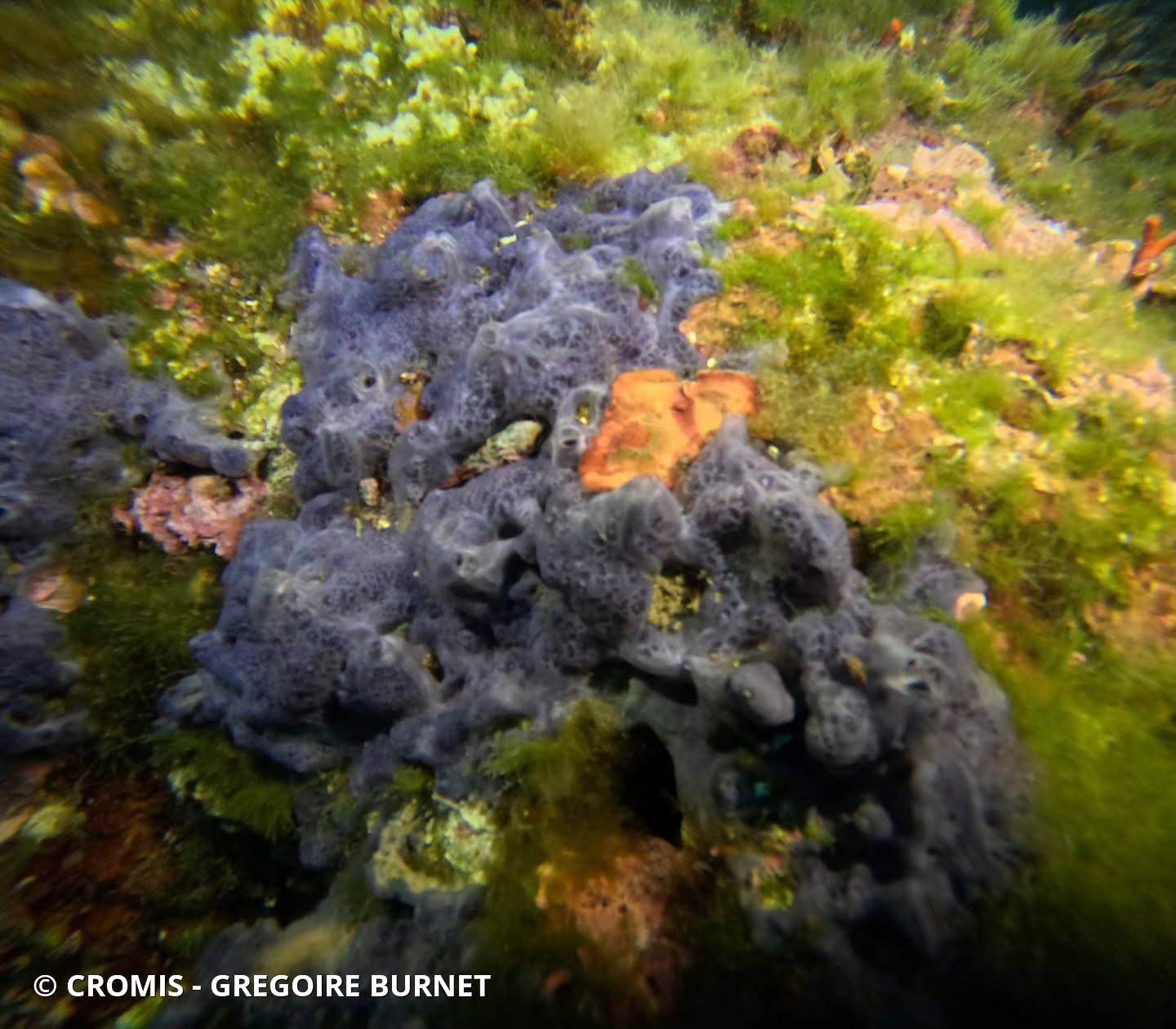Eponge encroûtante bleuâtre