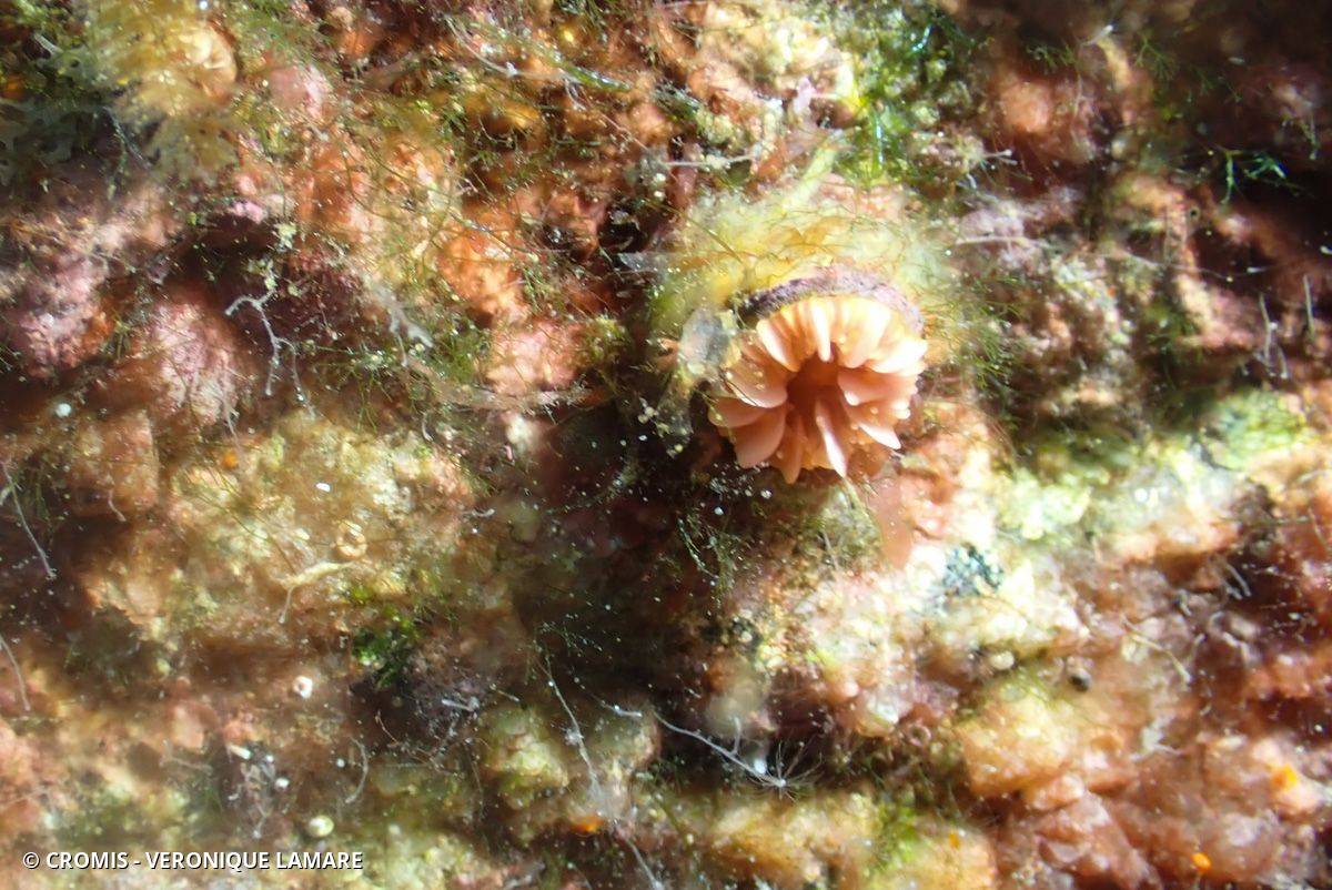 Madrépore œillet
