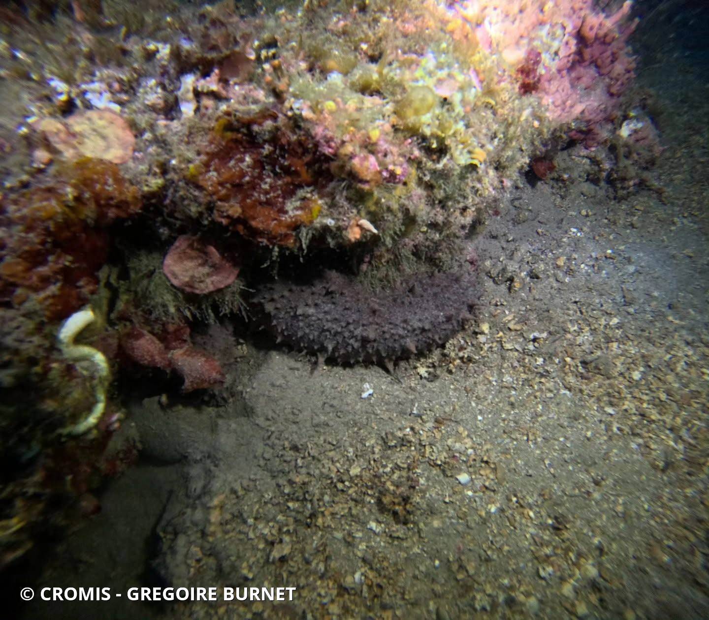 Holothurie tubuleuse