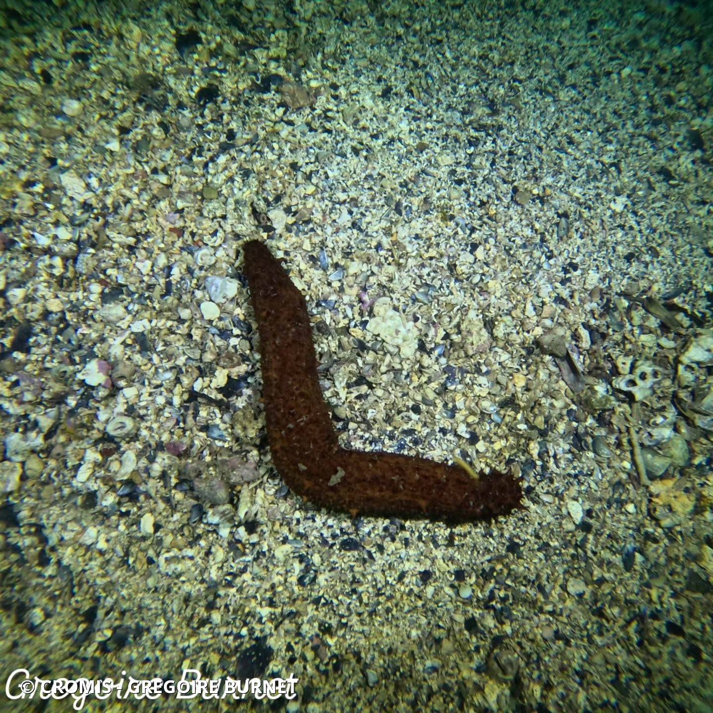 Holothurie tubuleuse