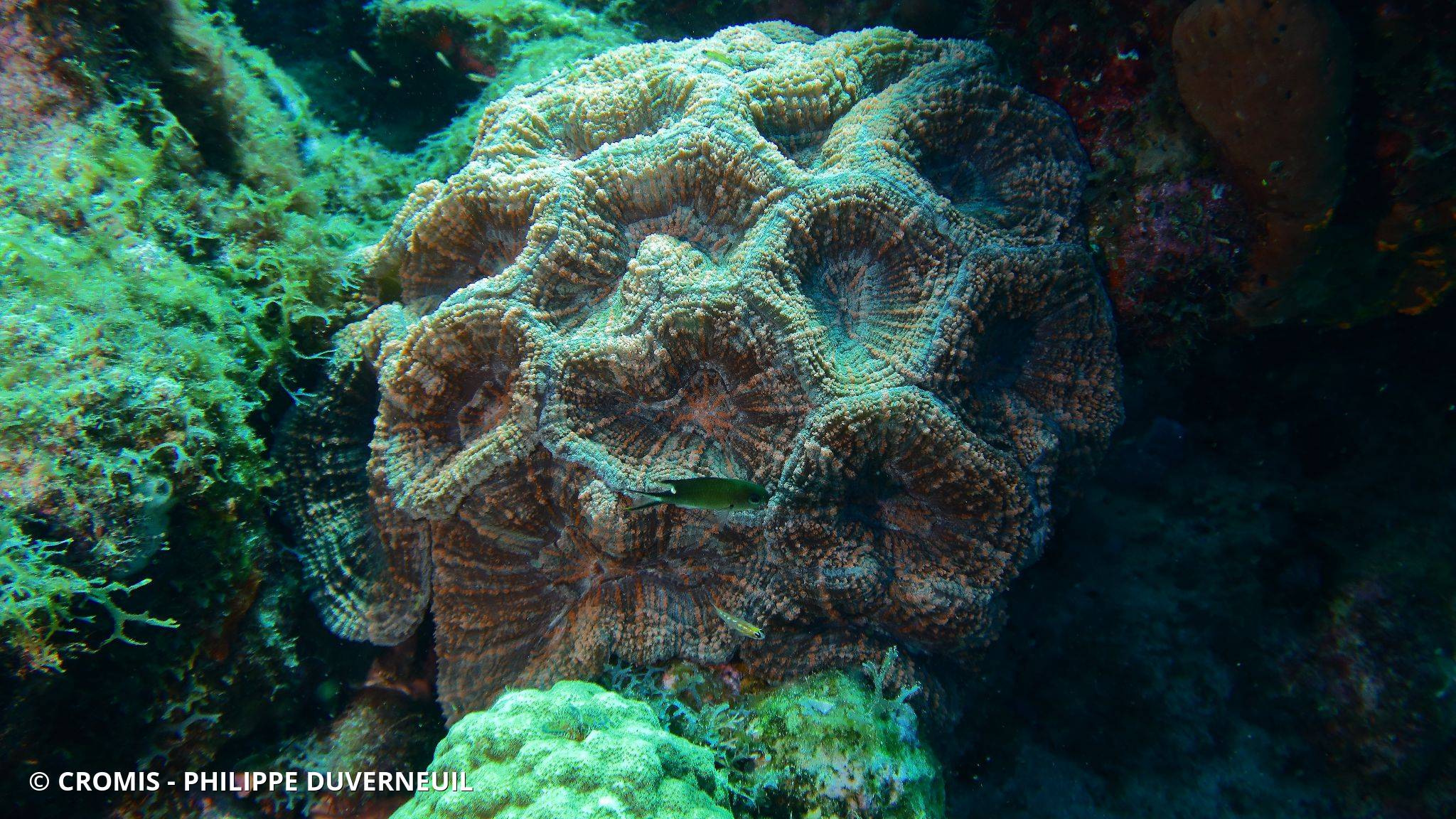 Photo 1 sur 36 : Corail fleur épineux