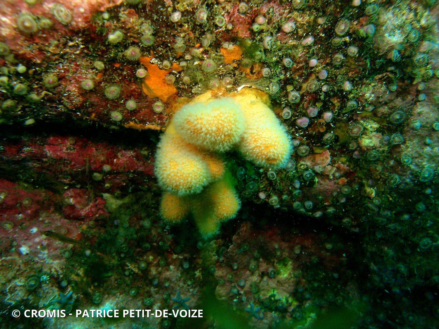 Alcyon jaune