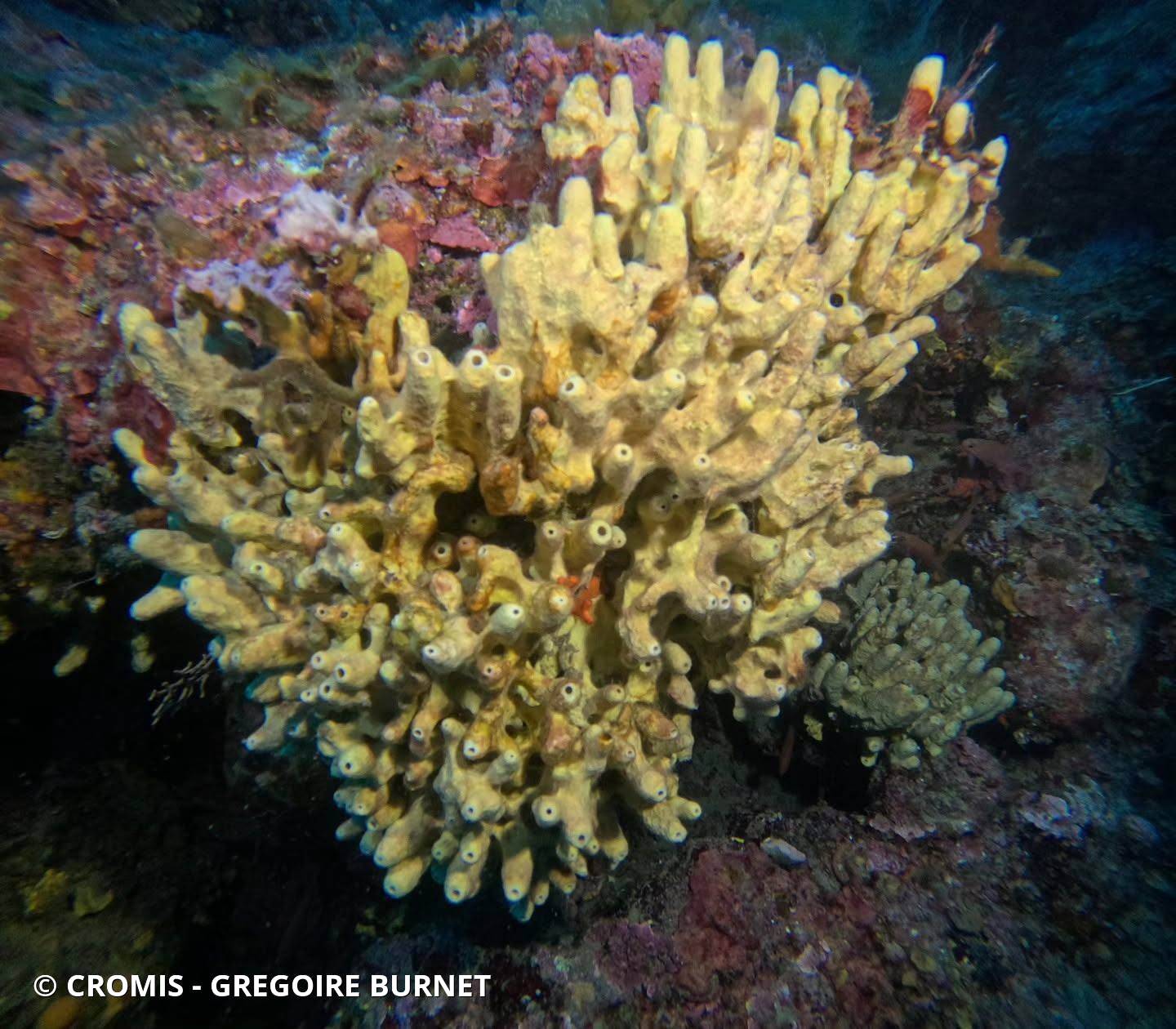 Eponge cavernicole jaune