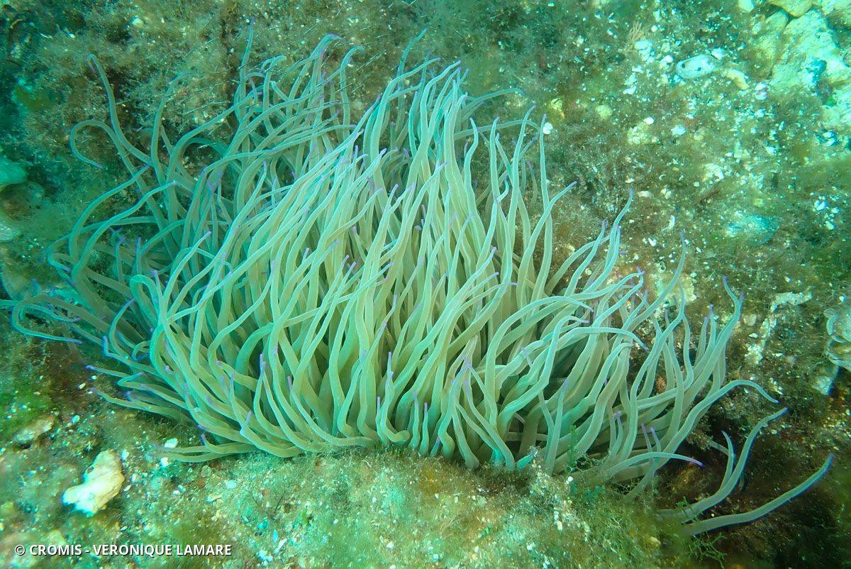 Anémone de mer verte