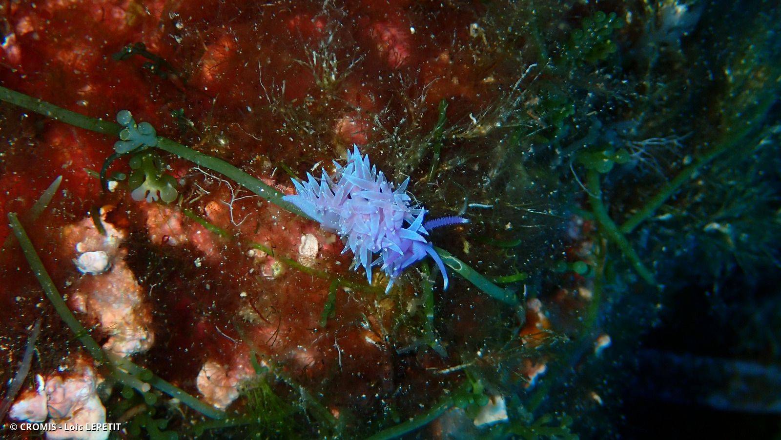 Photo 1 sur 210 : Flabelline mauve
