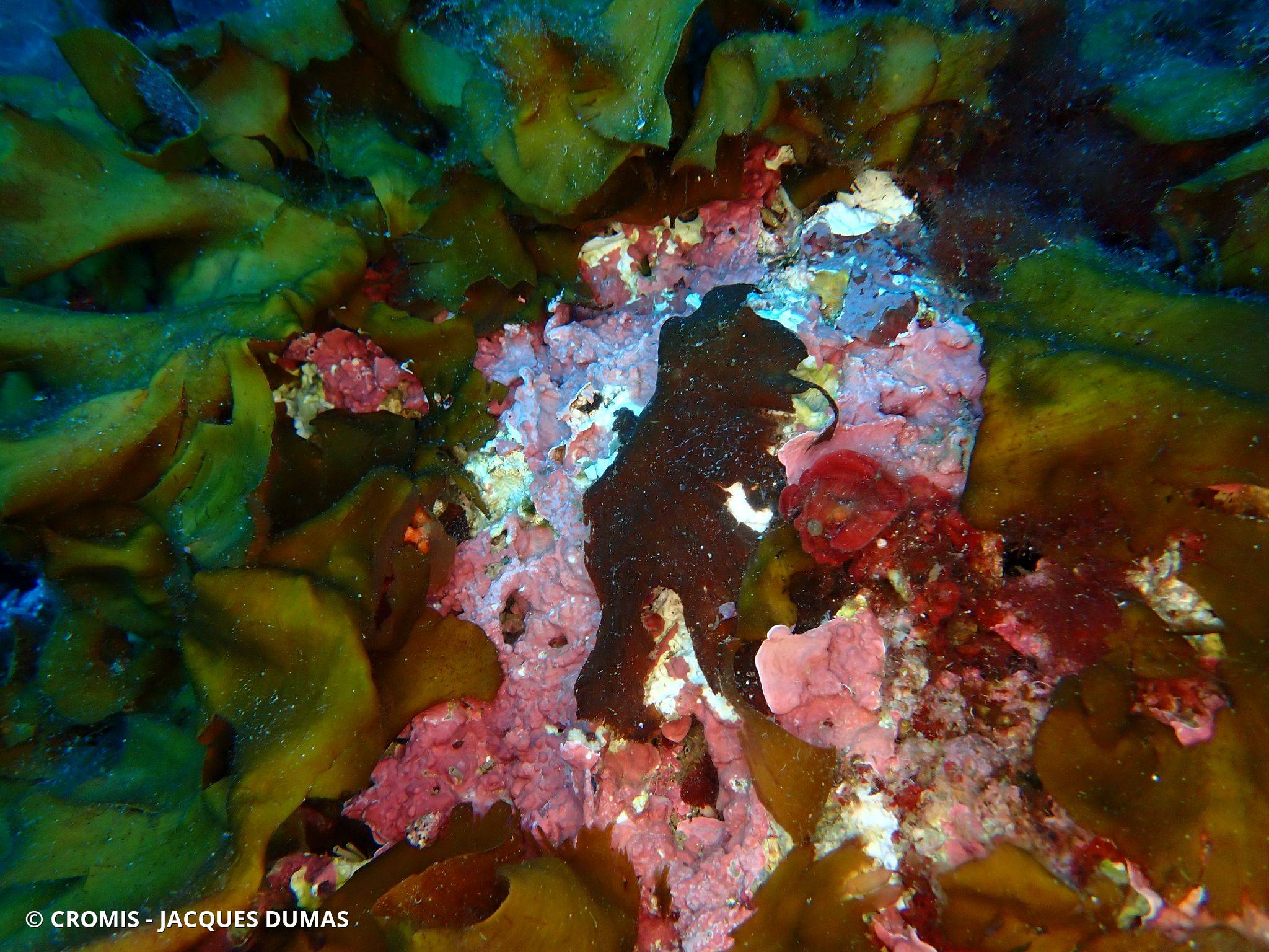 Photo 1 sur 19 : Zanardinia