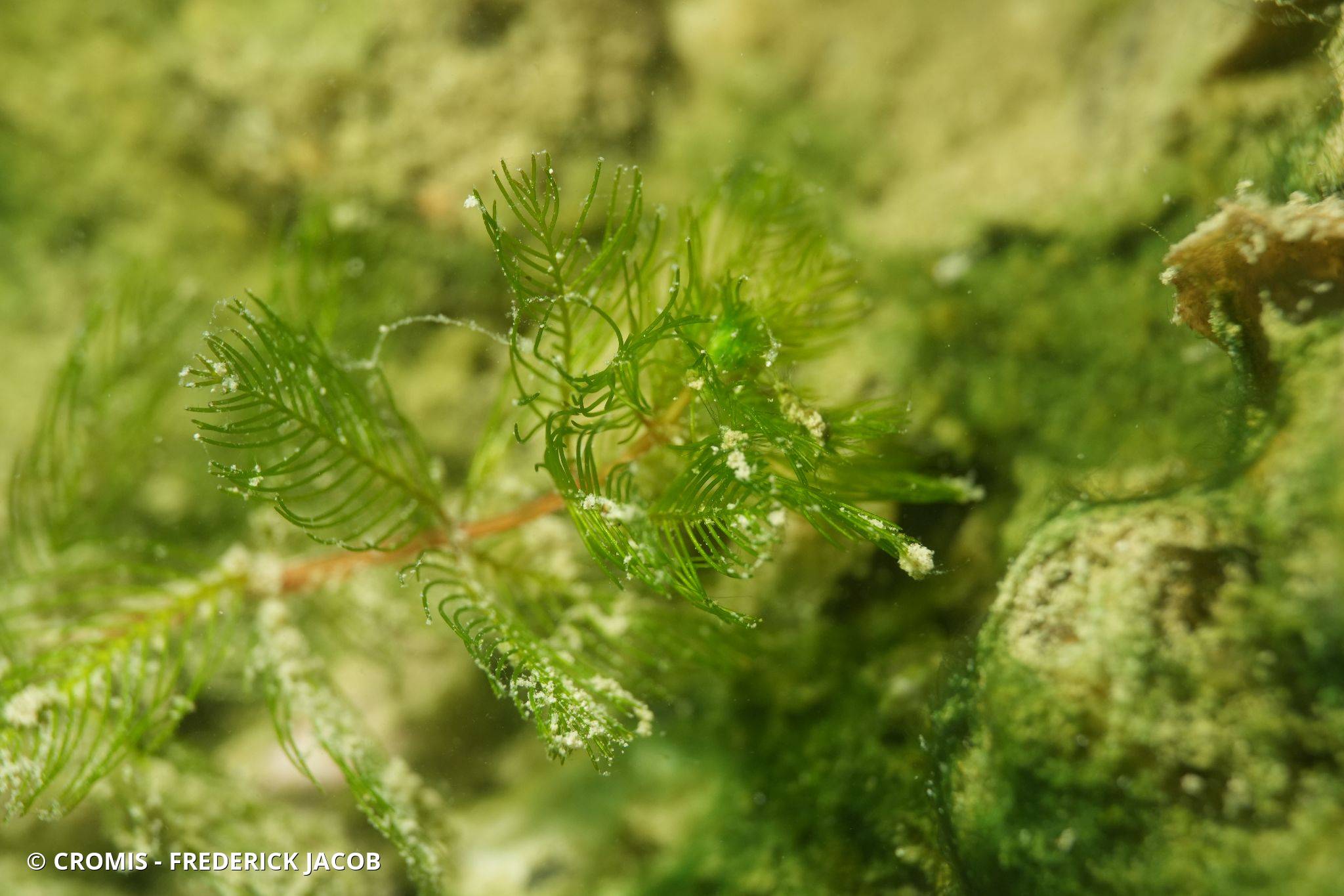Myriophylle