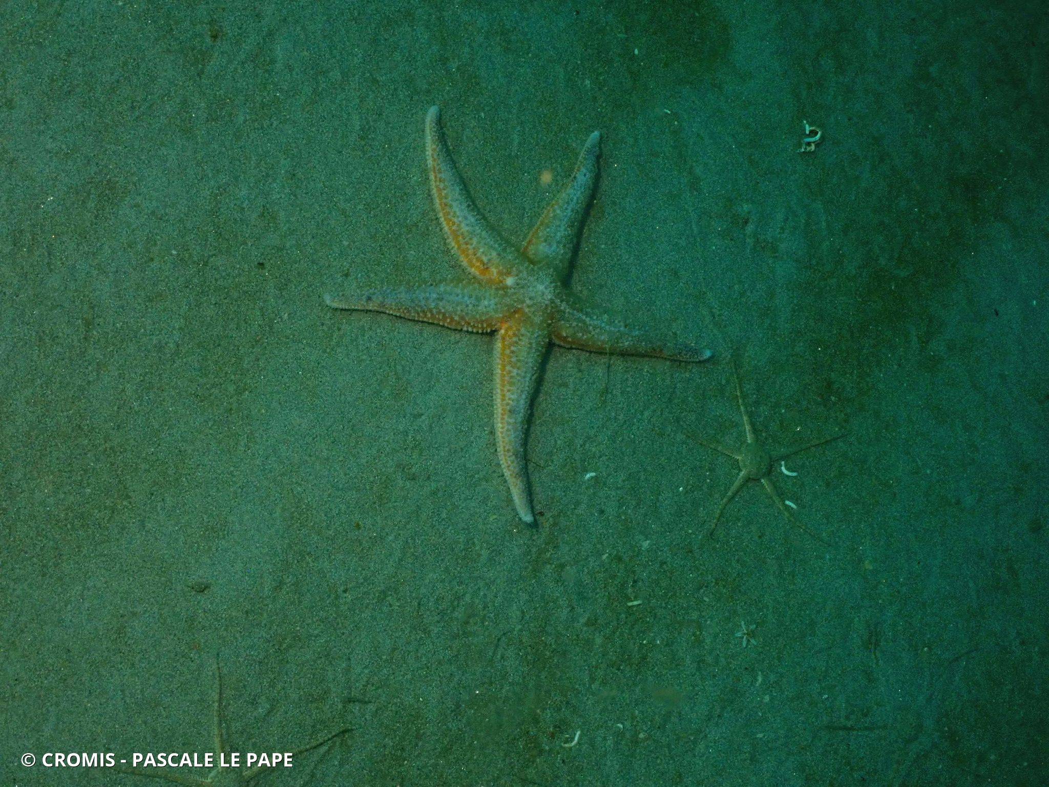 Étoile de mer commune