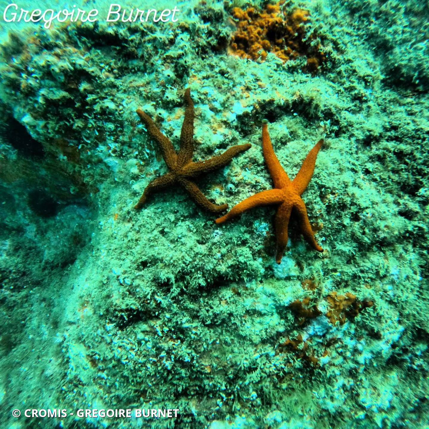 Etoile de mer rouge