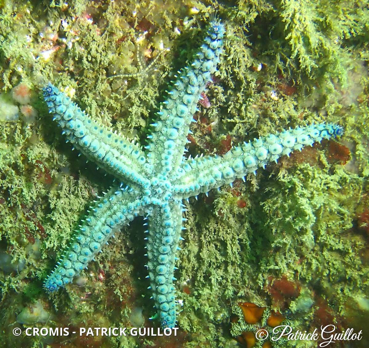 Etoile de mer glaciaire