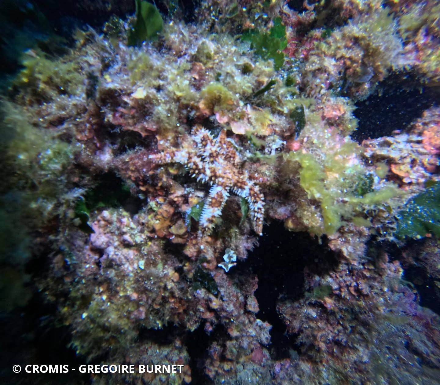 Etoile de mer épineuse