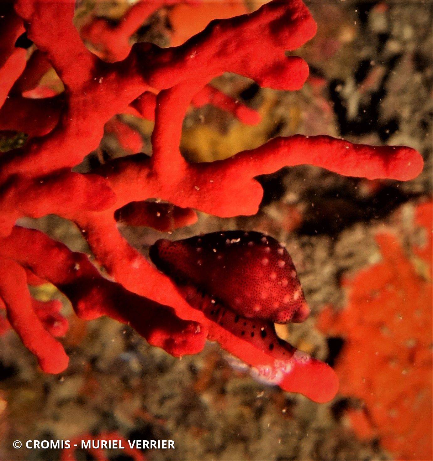 Simnie du corail rouge
