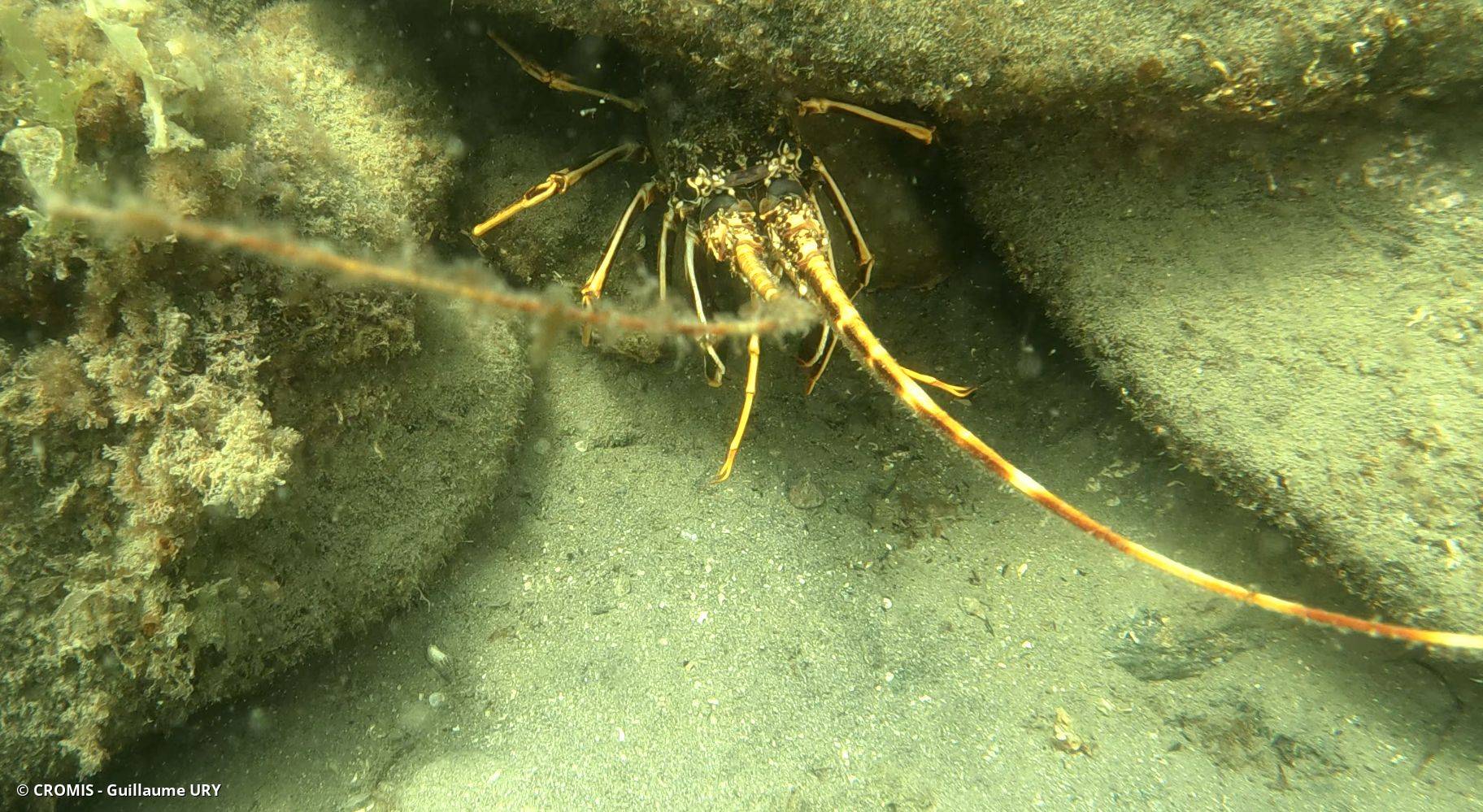 Langouste rouge