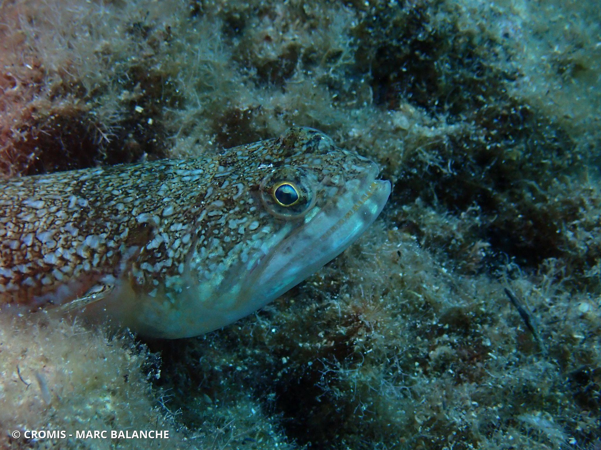 Photo 1 sur 30 : Poisson-lézard rayé