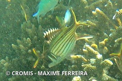 Poisson-écureuil argenté à bandes