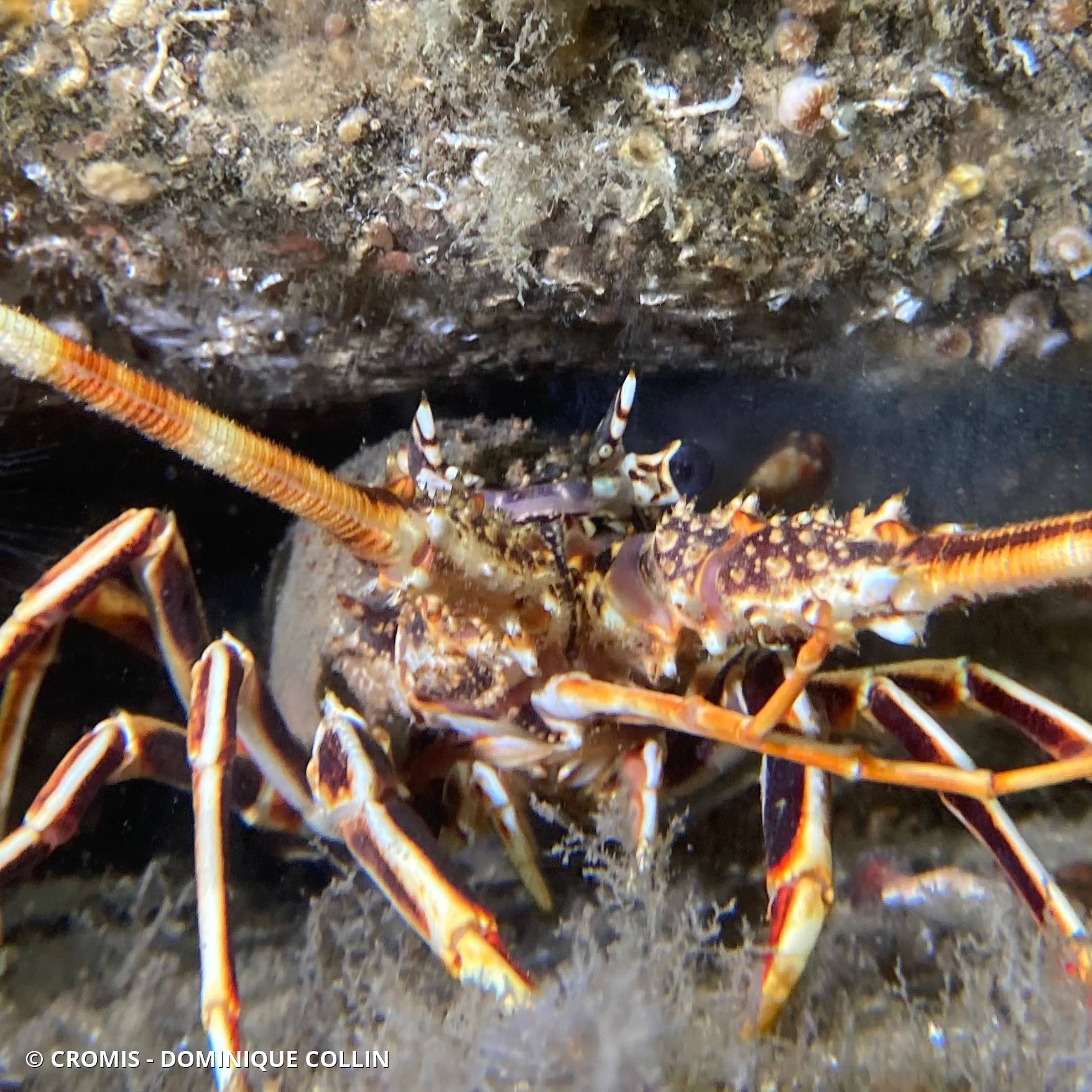 Langouste rouge