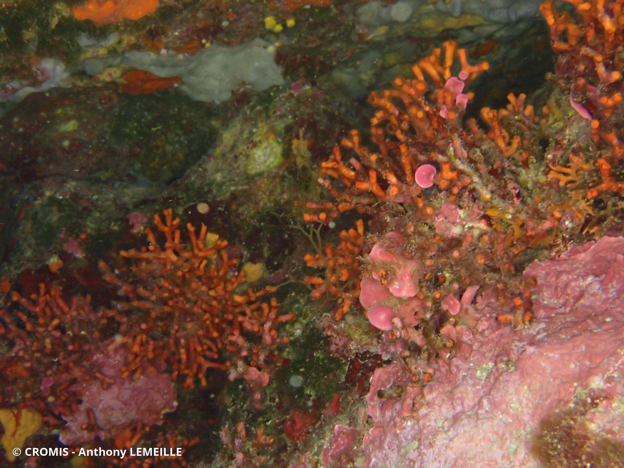Faux corail