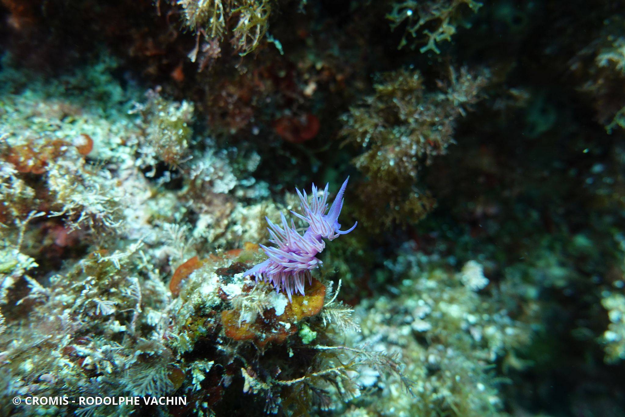 Flabelline mauve