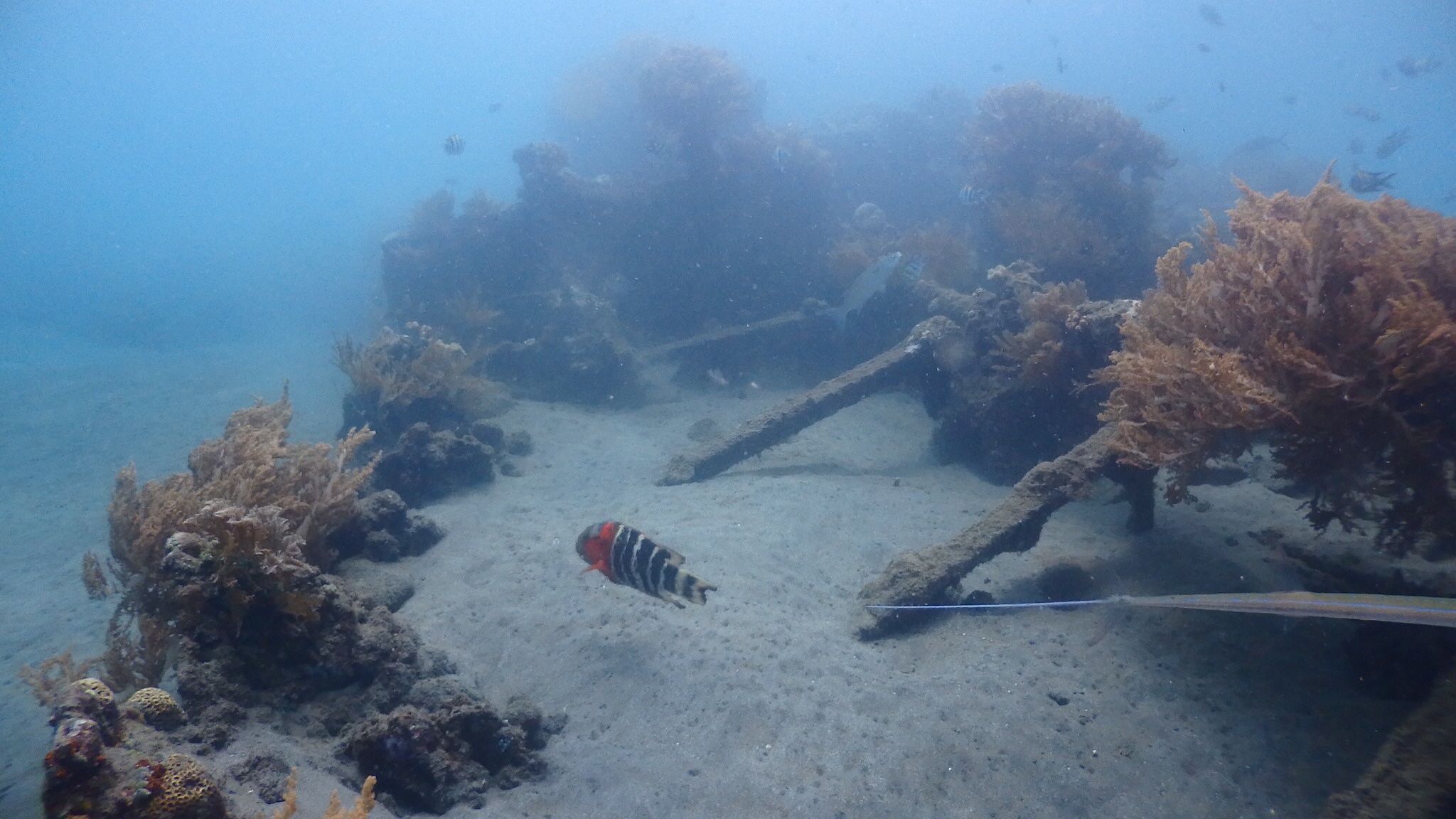 Image 1 sur 2