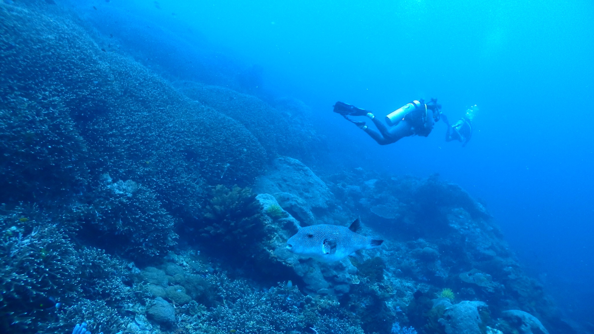 Image 1 sur 4