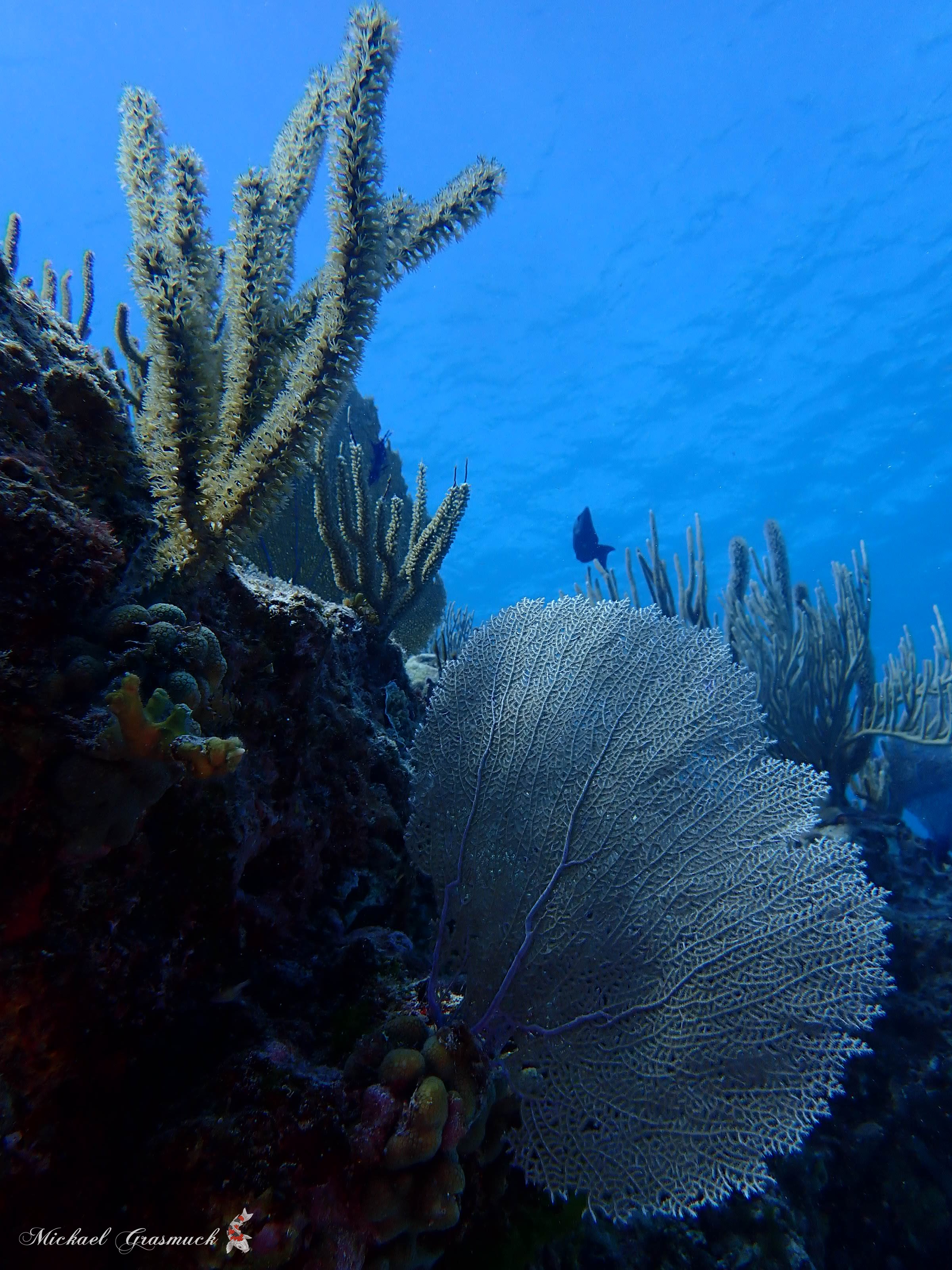 Image 1 sur 1