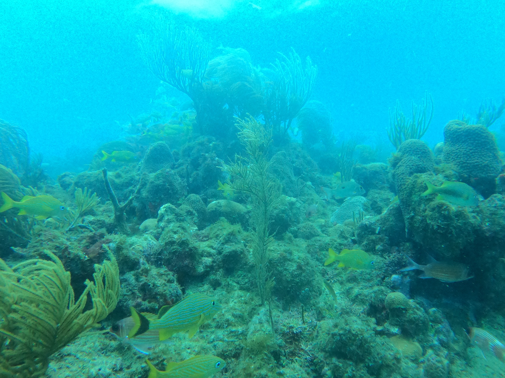 Image 1 sur 2