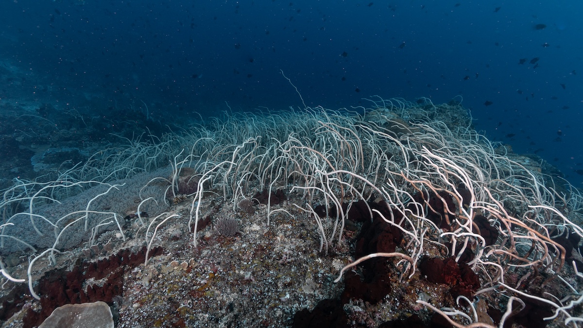 Fouet de mer