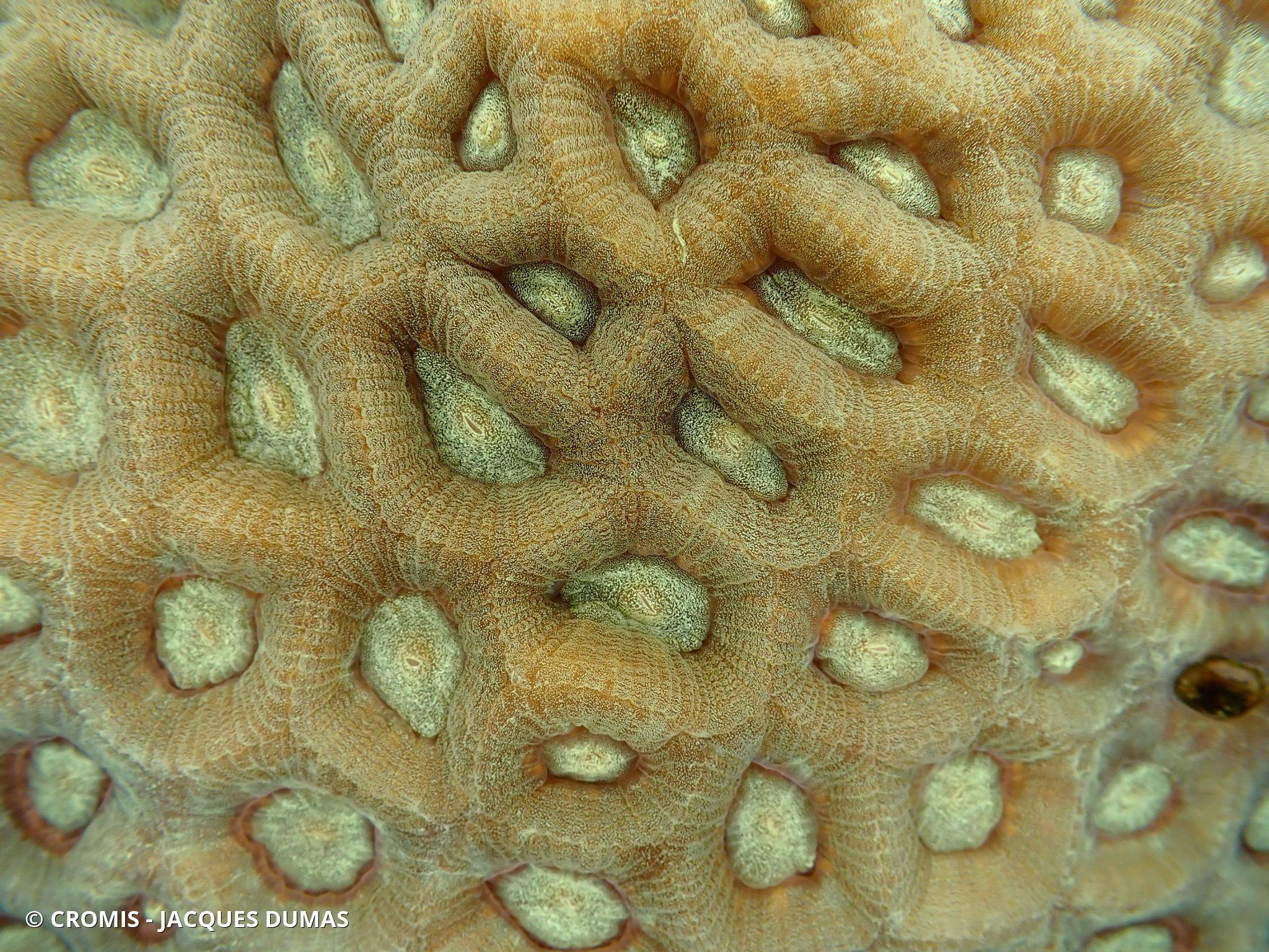 Dipsastraea albida