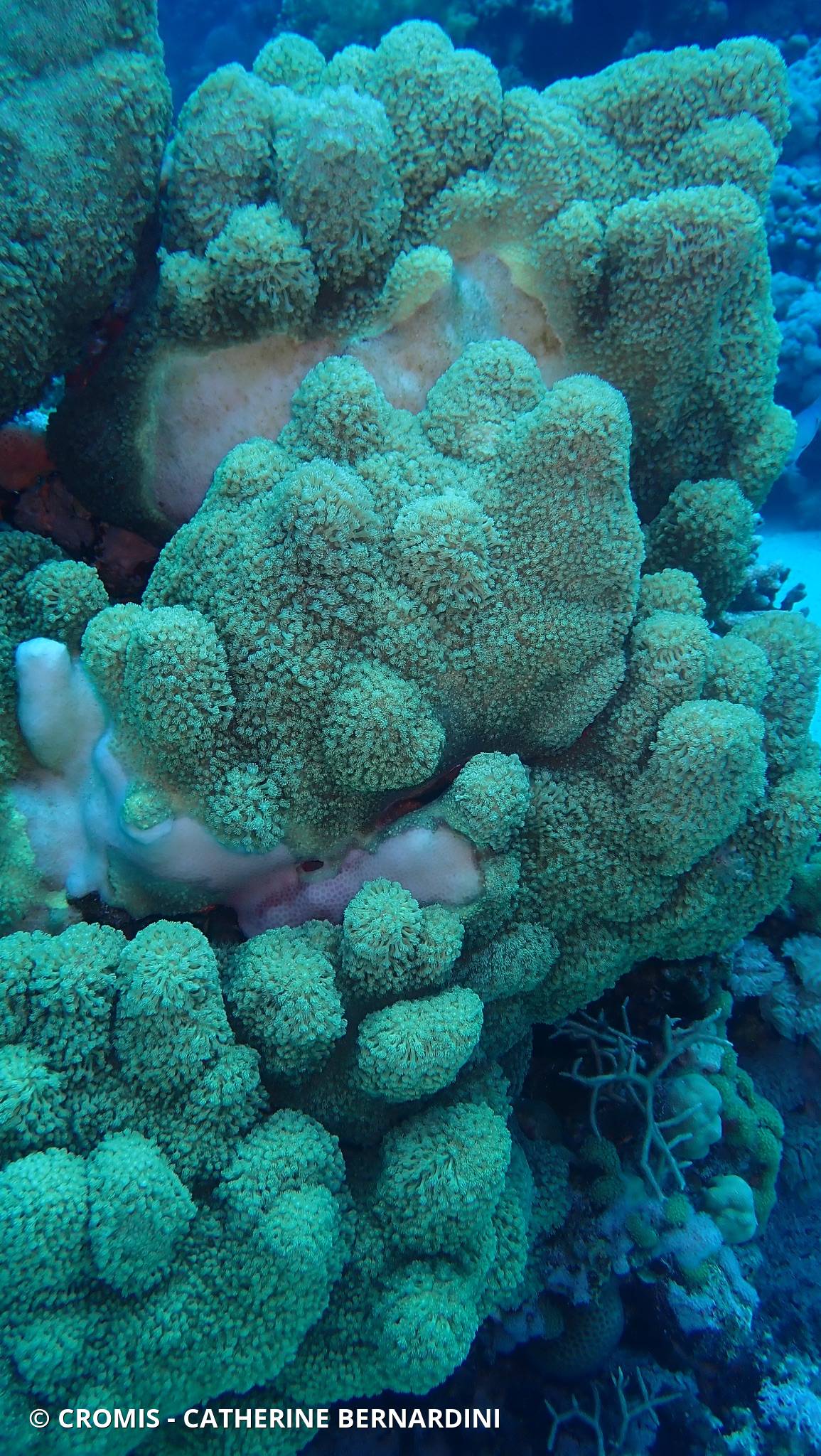 Corail pot de fleur