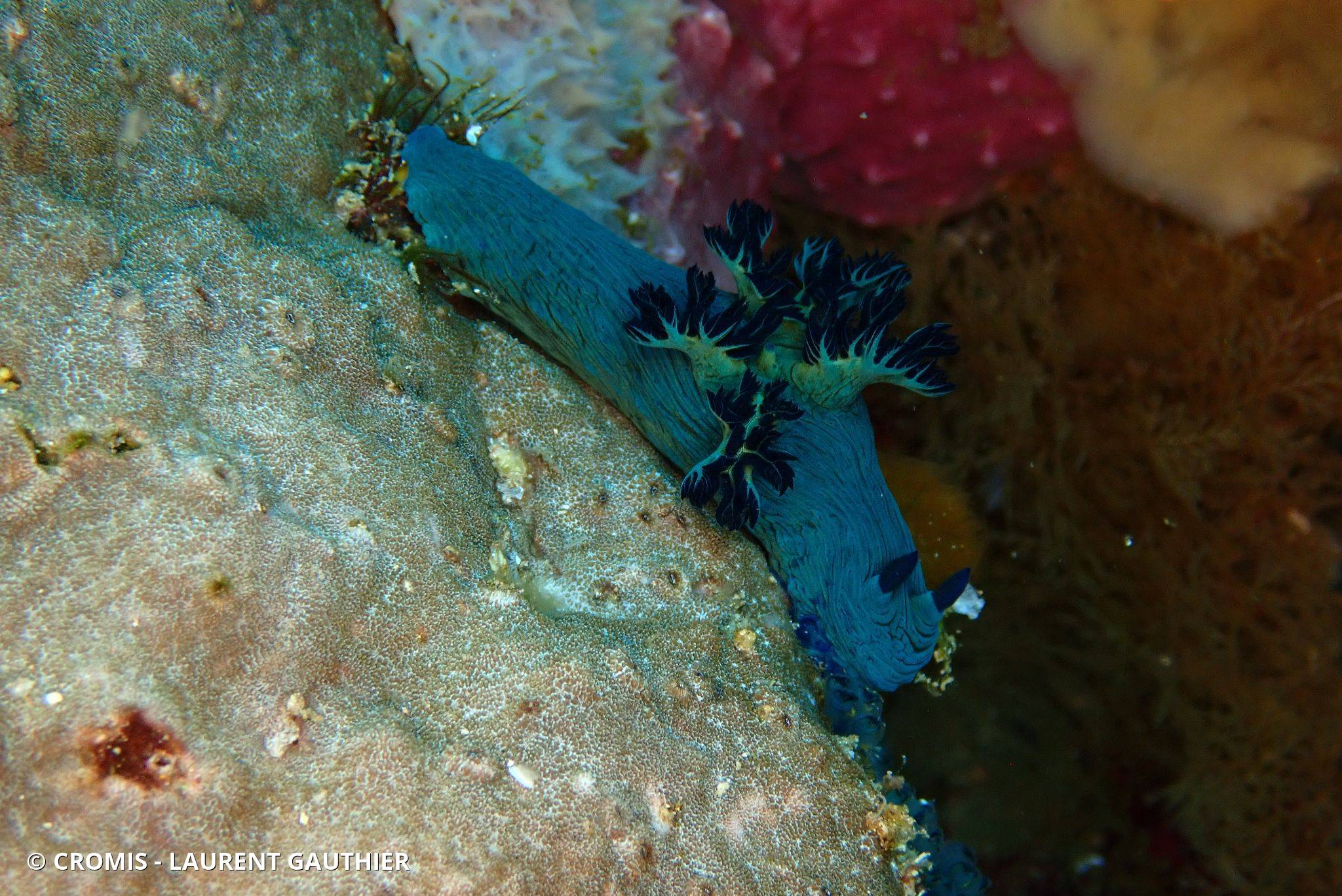 Nembrotha de Miller