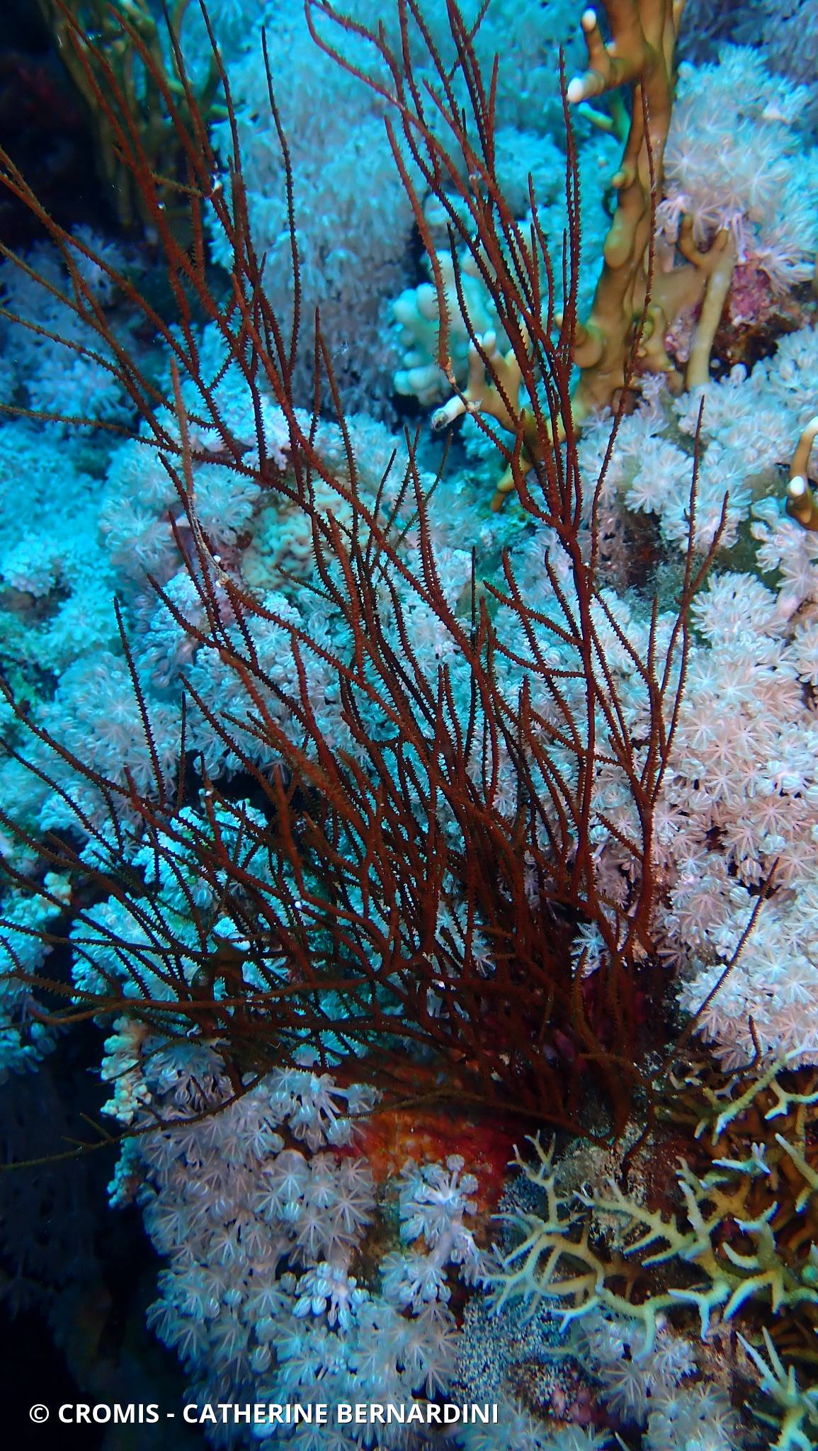 Corail noir dichotome