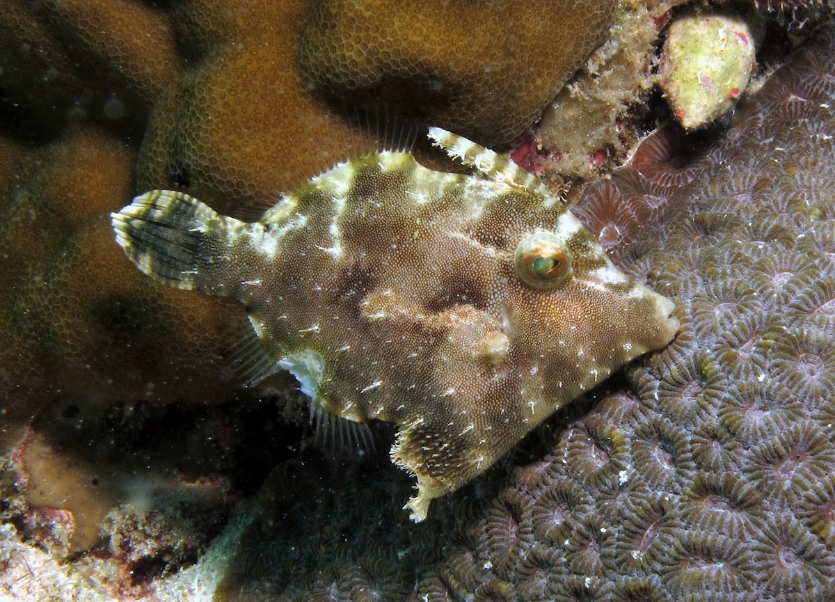 Poisson-lime rugueux