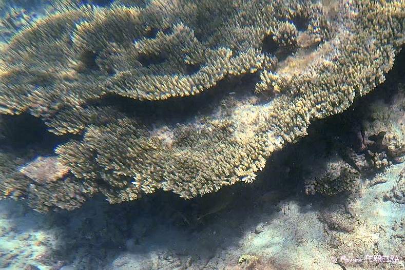 Acropore en table