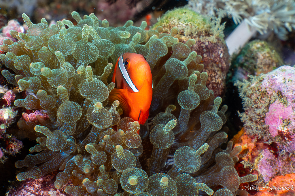 Poisson-clown tomate