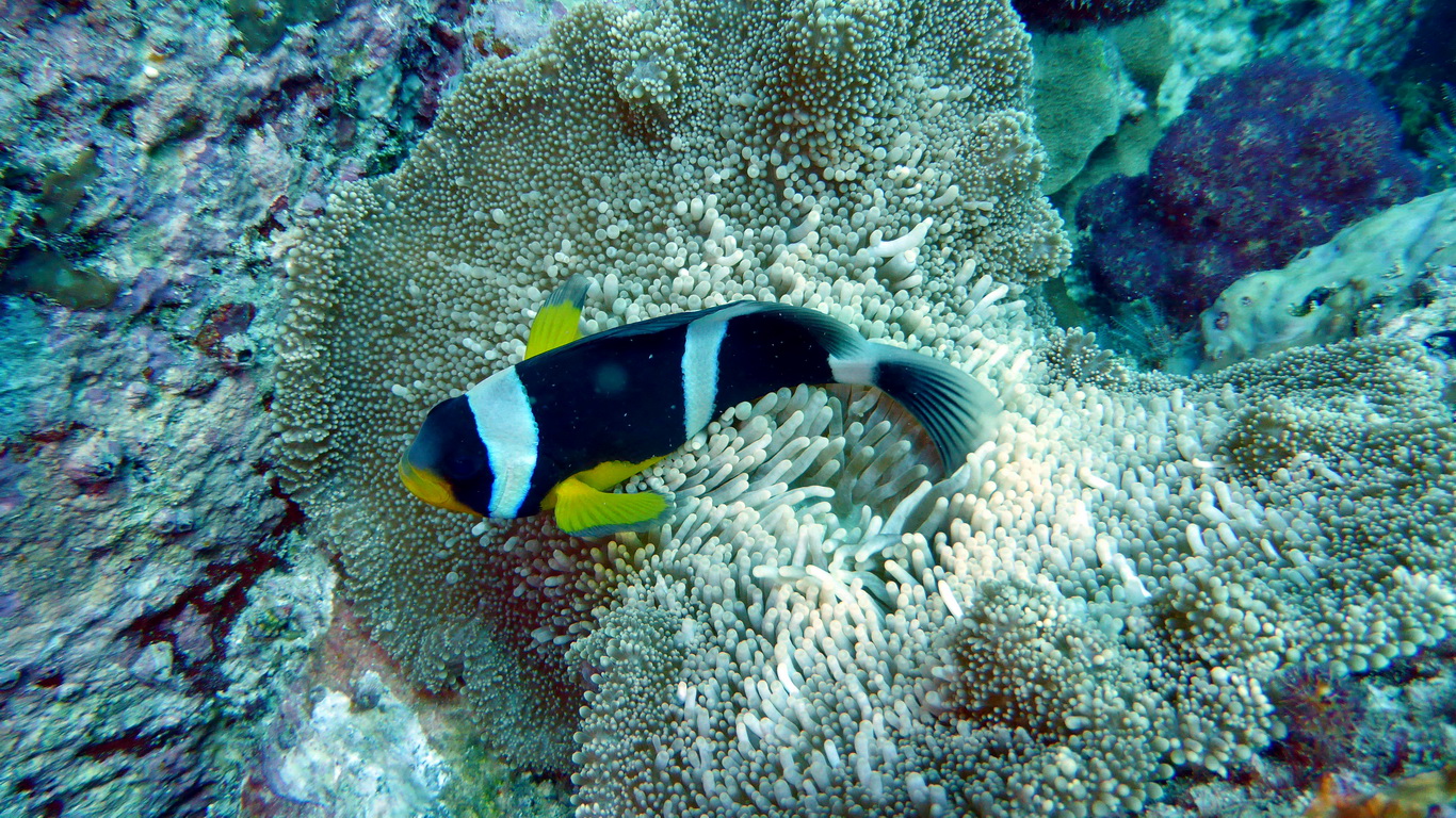 Poisson-clown à queue sombre