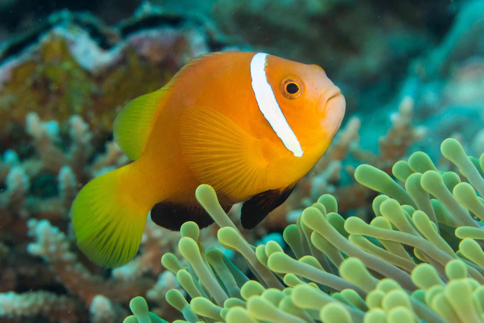 Poisson-clown des Maldives