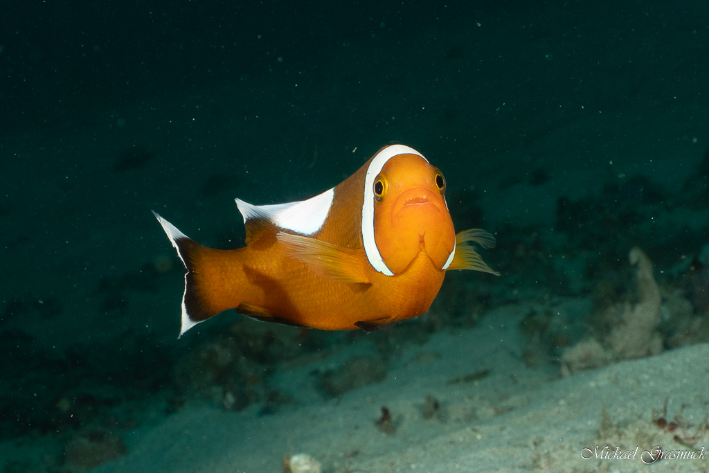 Poisson-clown selle