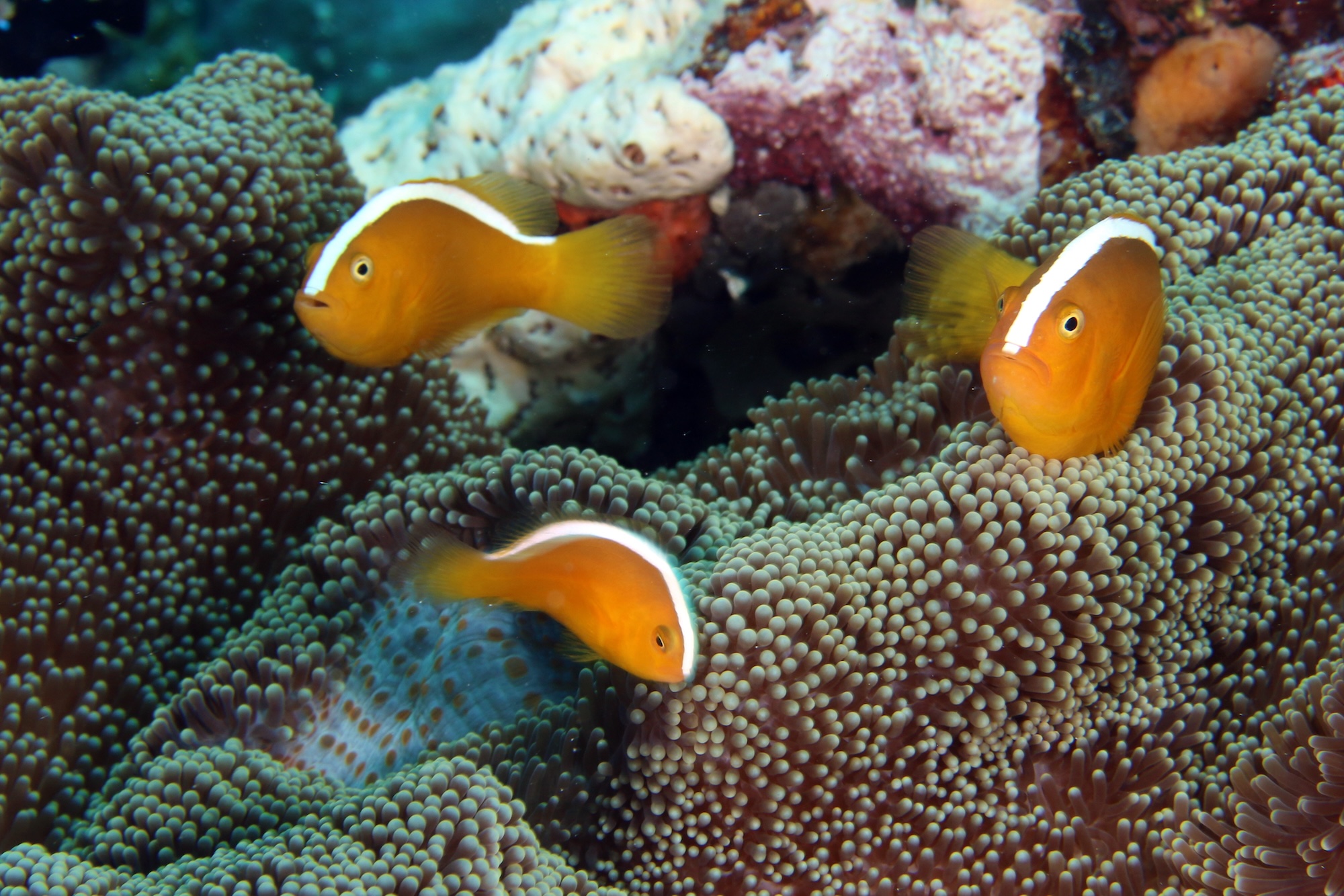 Poisson-clown orange