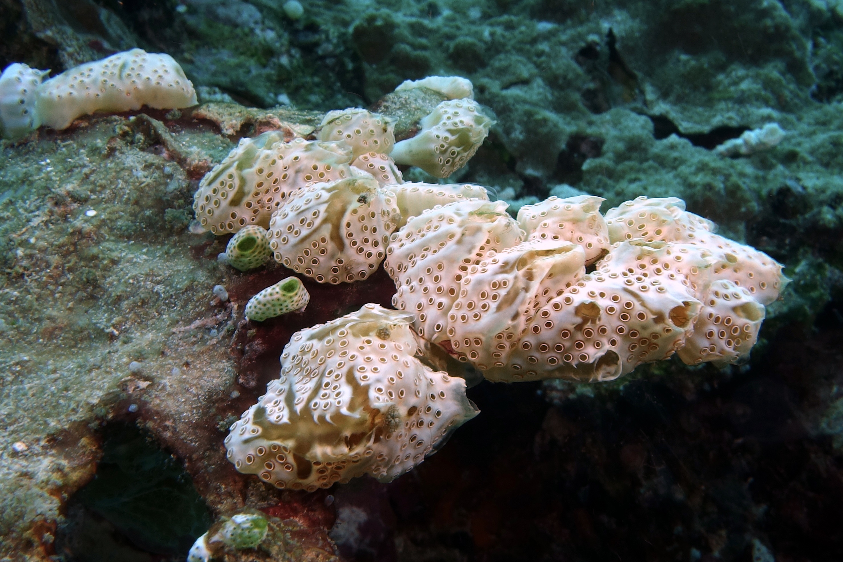 Aplidium à lobes courts